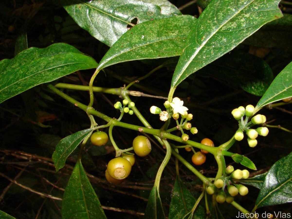 Urophyllum ceylanicum (Wight) Thwaites